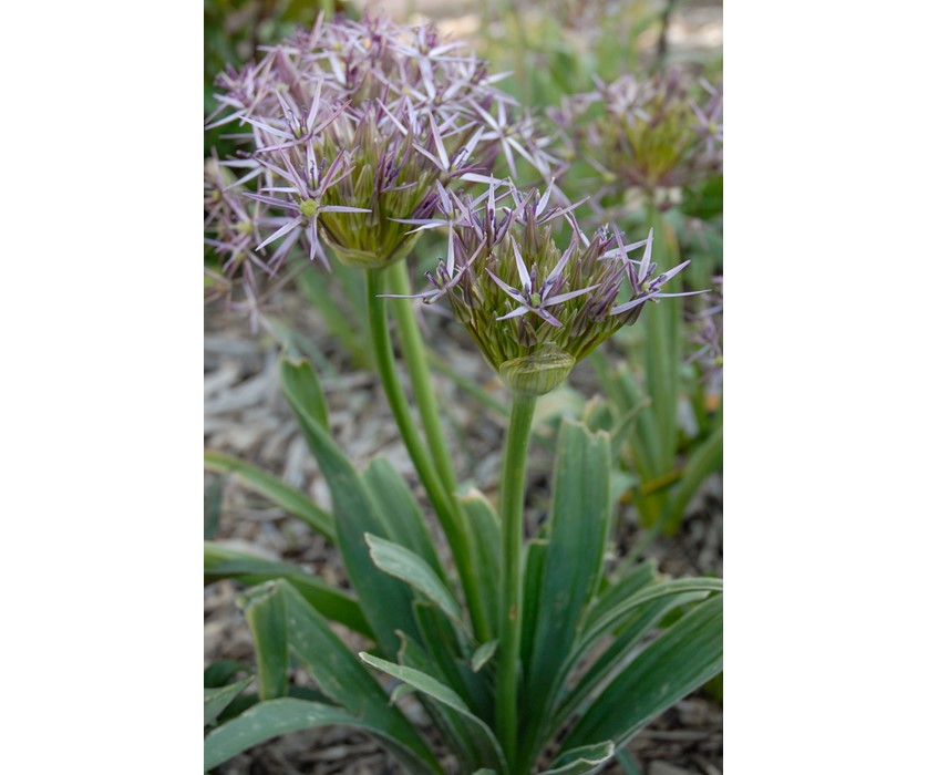 Persian Star Allium